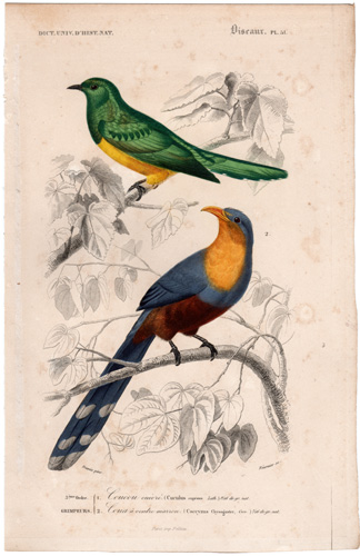 Emerald Cuckoo, Brown-bellied Cuckoo